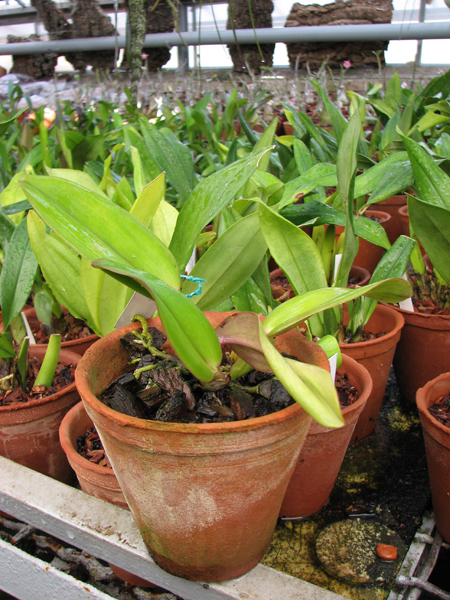 Фото орхидеи Cattleya warneri concolor x SELF