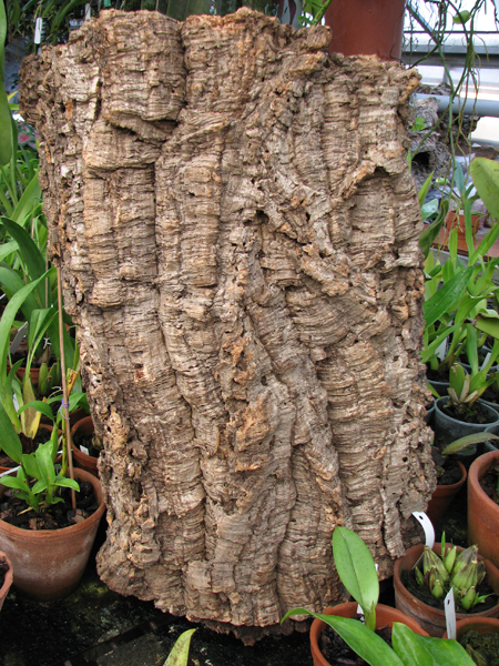 Пробковый блок для орхидеи.jpg