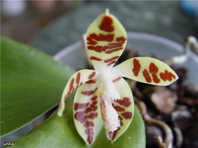 Как цветет орхидея Phalaenopsis zebrina