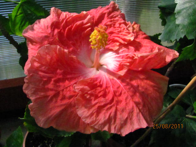 арбузное вино