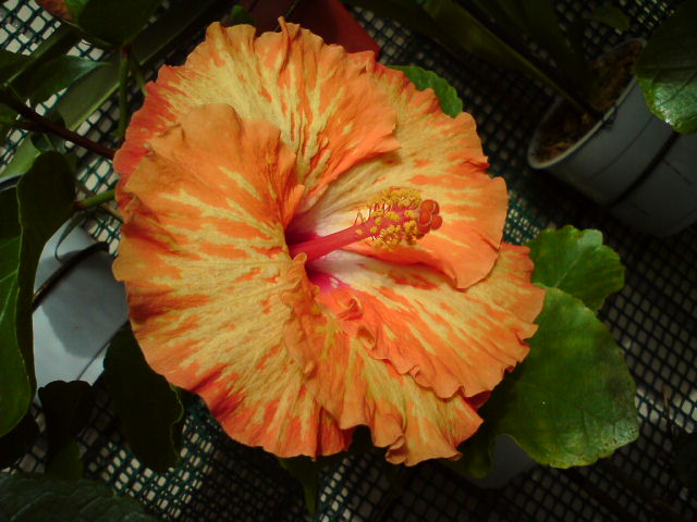 Леди Киленто зацвела на 2-й год