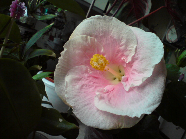 Мэри Поппинс ?