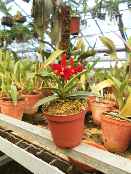 Фото орхидеи Neostillis Lou Sneary 'Taka'