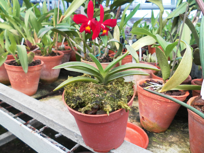 Фото орхидеи Neostillis Pinky 'Starry Night'