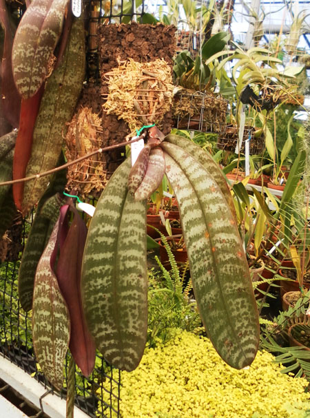 Орхидея Phalaenopsis schilleriana фото