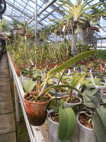 Фото орхидеи Laeliocattleya Blue Angel 'Glove'