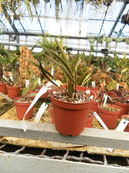 Фото орхидеи Laelia fornieri