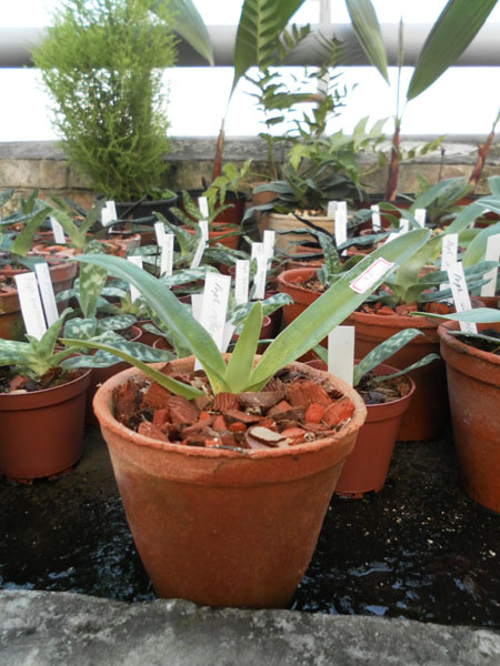 Фото орхидеи Paphiopedilum rothschildianum