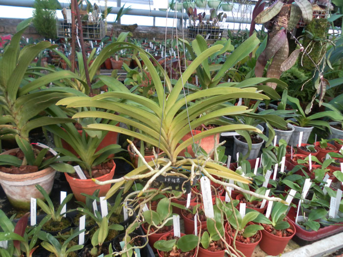 Фото орхидеи Ascocenda Muang Thong