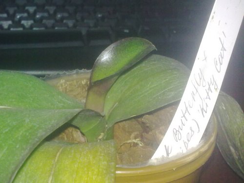 Dtps. (Black Butterfly x Minho Stripes) 'Kitty Cat'.jpg