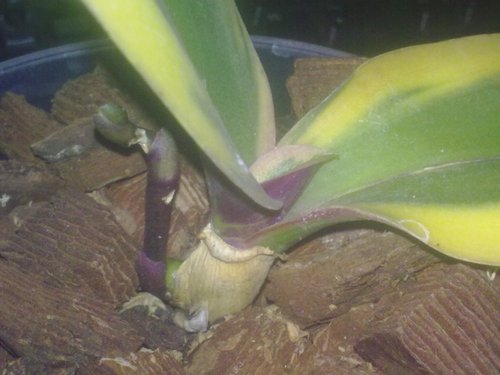 Phalaenopsis Matou Freed (Varigeted).jpg