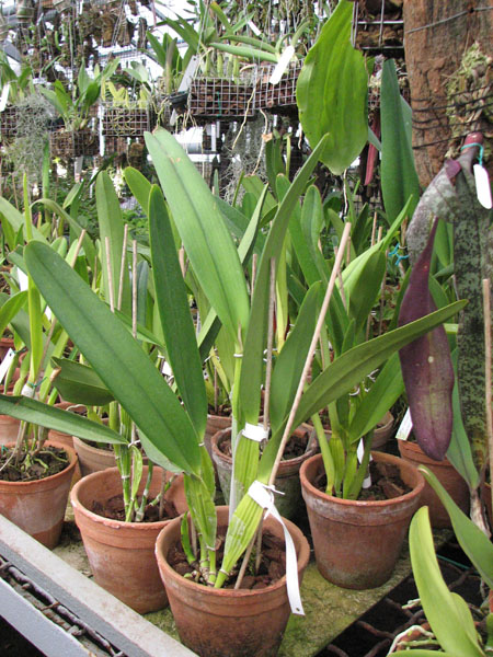 Фото орхидеи Laelia purpurata rosa-cereja