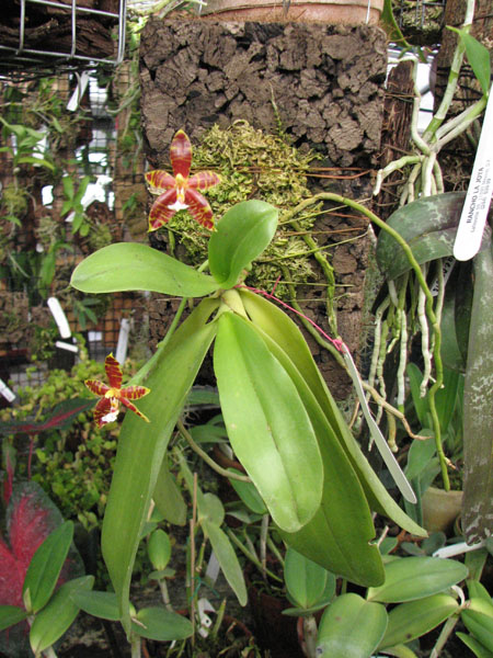 Фото орхидеи Phalaenopsis amboinensis x violacea