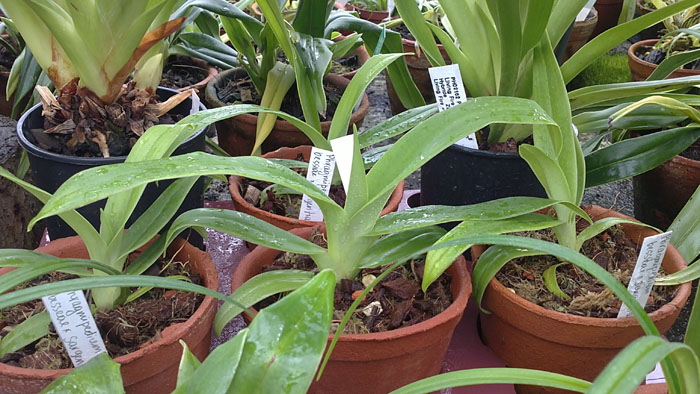 Фото орхидеи Phragmipedium Memoria Dick Clements