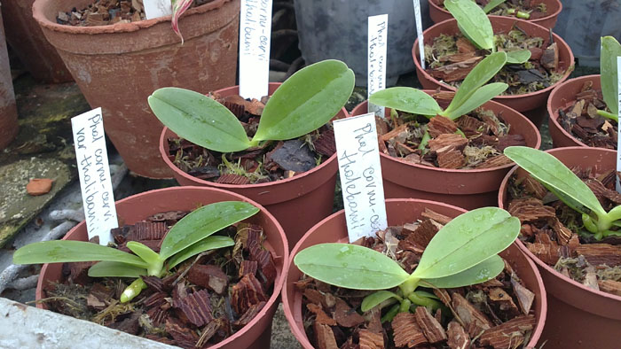 Фото орхидеи Phalaenopsis cornu cervi var. thalebanii