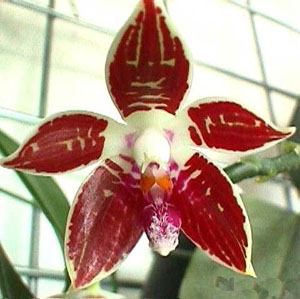 Цветение орхидеи Phalaenopsis corningiana