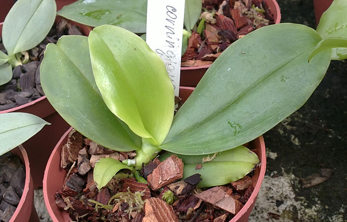 Орхидея Phalaenopsis corningiana