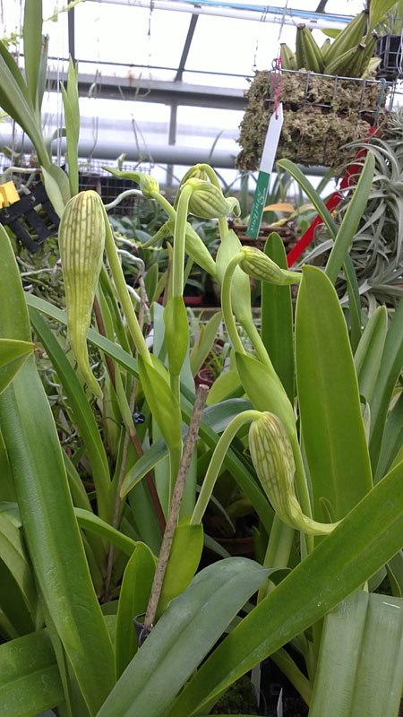 Фото орхидеи Phragmipedium wallisii x caudatum