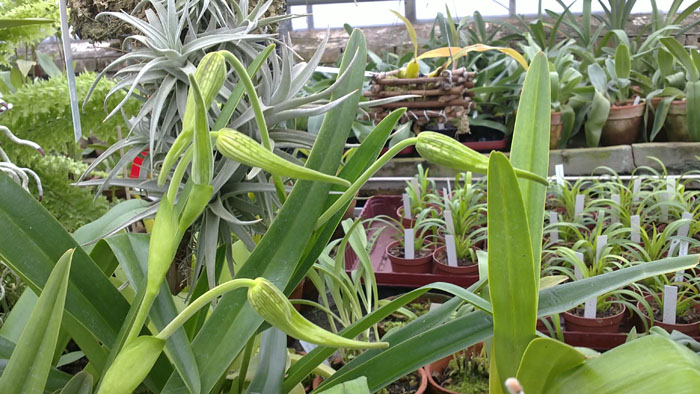 Орхидея с бутонами Phragmipedium wallisii x caudatum
