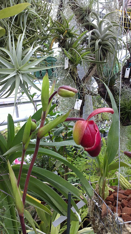 Фото орхидеи Phragmipedium Living Fire