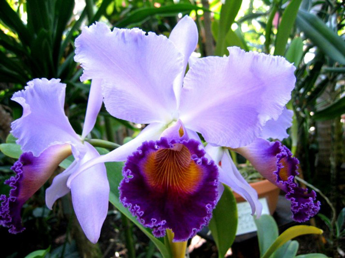 Как цветет орхидея Laeliocattleya Dinard 'Blue Heaven'