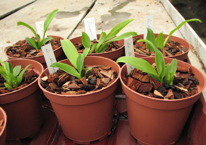 Фото орхидеи Laeliocattleya Dinard 'Blue Heaven'