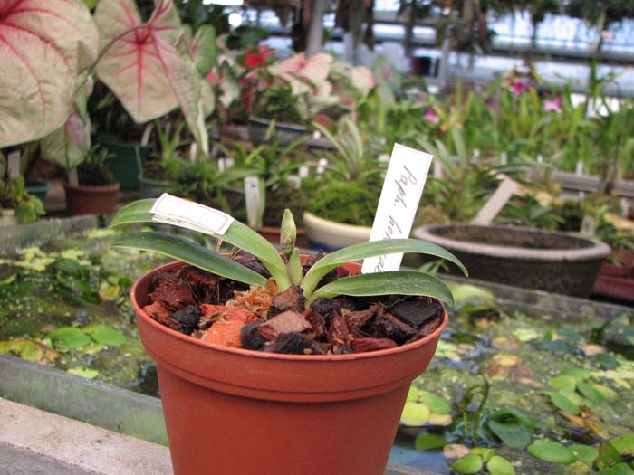 Фото орхидеи Paphiopedilum helenae × sib