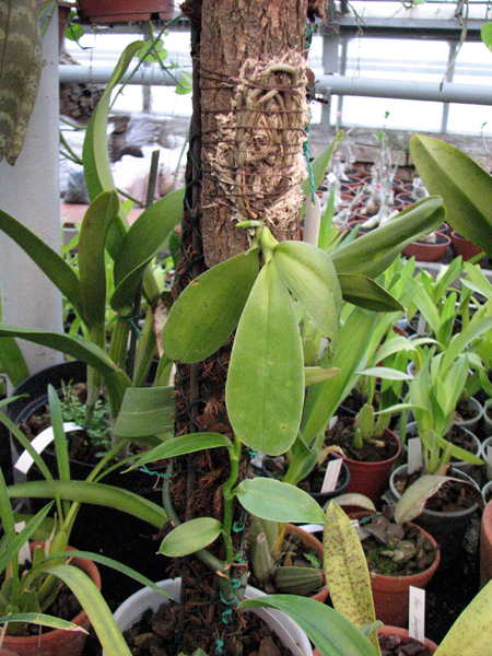 Фото орхидеи phalaenopsis pulchra