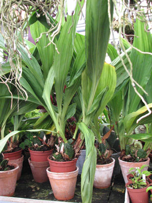 Фото орхидеи Lycaste Auburn x Highland Peak