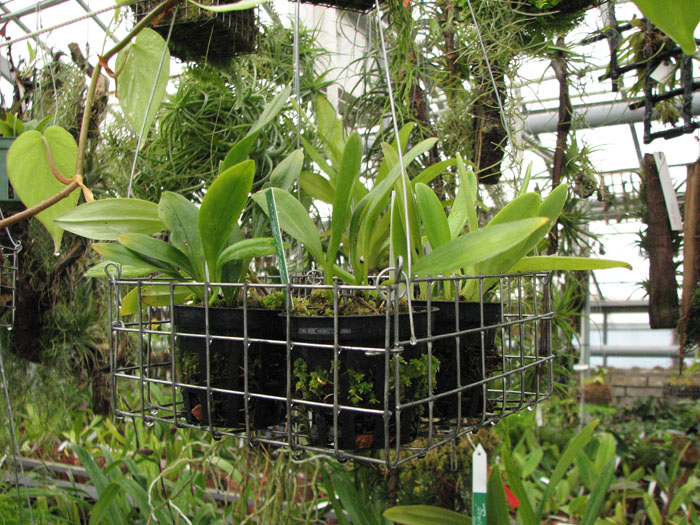 Фото орхидеи Masdevallia tovarensis