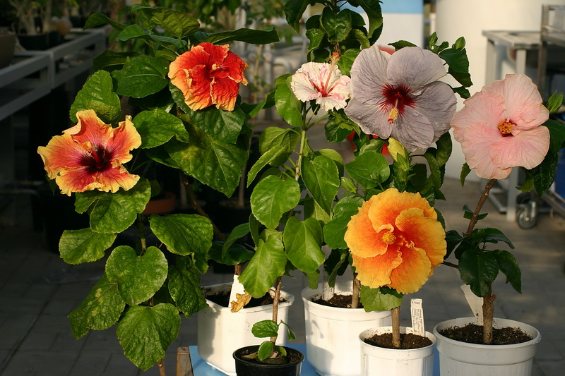 Island Key, Giorgia's Pearl, Zoyee, Wagon Wheel, Shady Lady, Santana