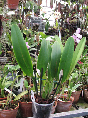 Фото орхидеи Cattleya percivaliana 'Karin'
