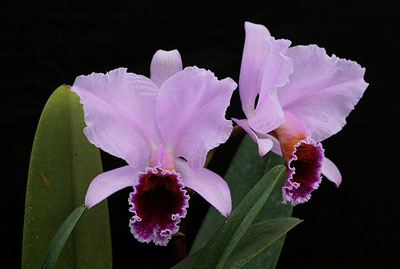 Цветение орхидеи Cattleya percivaliana 'Karin'