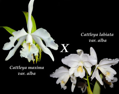 Цветение орхидеи Cattleya maxima var. alba 'Queen Silvia' x Cattleya labiata var. alba 'Knabe'