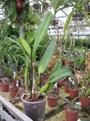 Фото орхидеи Laelia purpurata var. werkhäuseri x Cattleya warneri var. coerulea