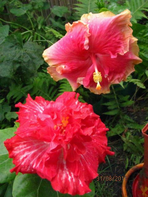 гибискусы, вау! 011.jpg