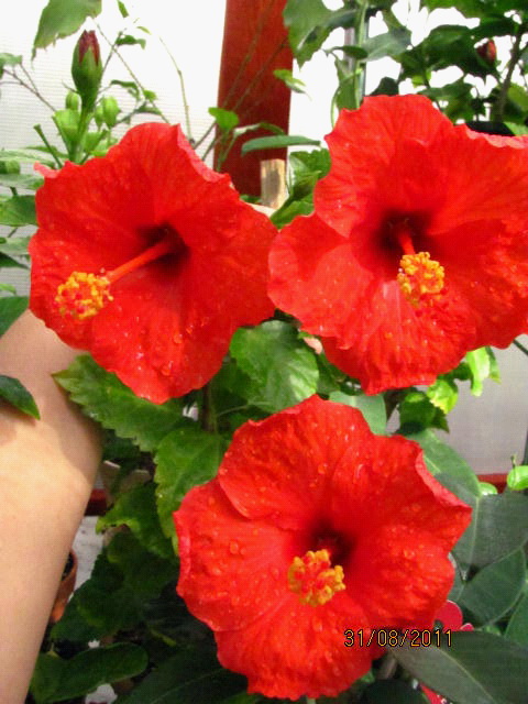 гибискусы, вау! 017.jpg