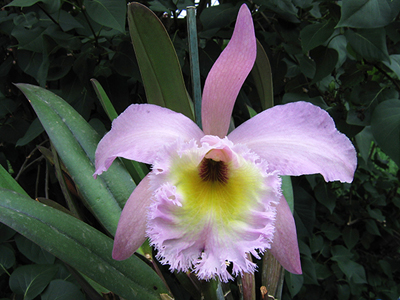 Цветение орхидеи Brassocattleya Tokyo (Rhyncholaelia digbyana x Cattleya Dupreana)