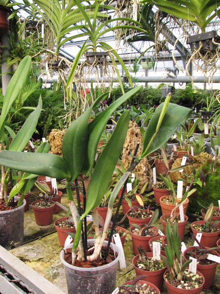 Фото орхидеи Brassocattleya Tokyo (Rhyncholaelia digbyana x Cattleya Dupreana)