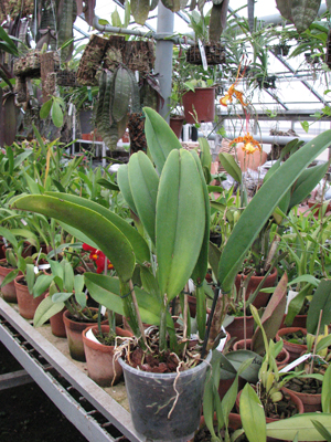 Фото орхидеи Brassolaeliocattleya Sanyung Ruby Chi-Mei