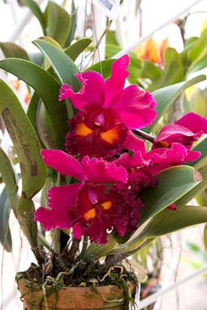 Цветущая орхидея Brassolaeliocattleya Sanyung Ruby Chi-Mei