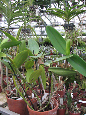 Cattleya Arctic Star Snow Queen.jpg