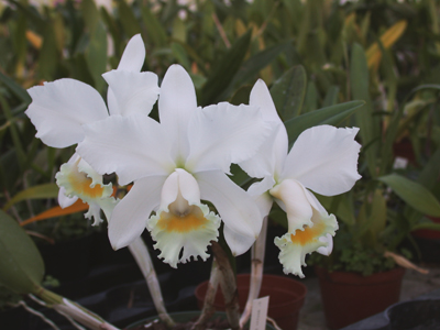 Cattleya Arctic Star Snow Queen.JPG