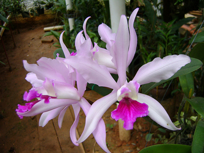 Laeliocattleya Elegans.jpg