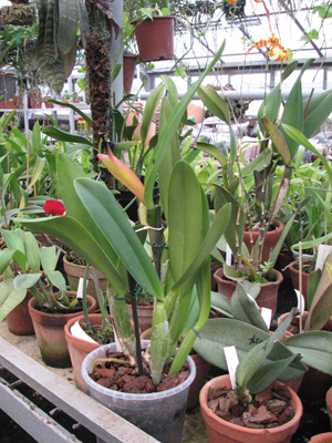 Фото орхидеи Cattleya lueddemanniana 'Jumara x Ingrid'