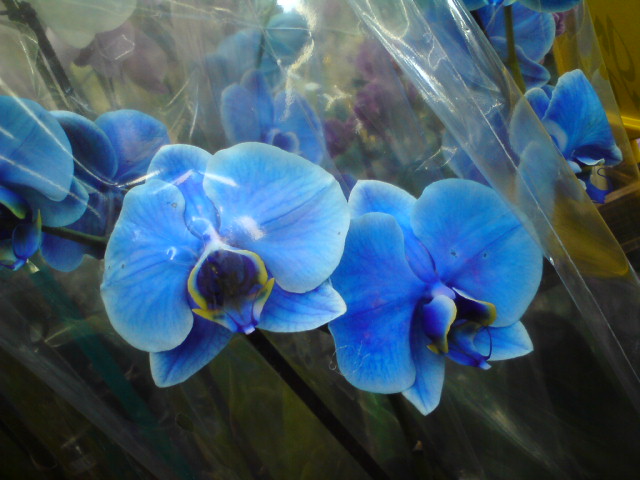 Цветение не мое