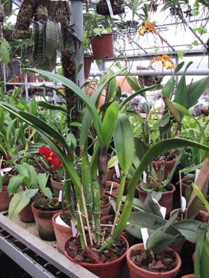 Cattleya trianae  amesiana 'Goliath'.jpg