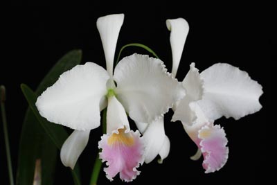 Cattleya trianae f. amesiana 'Goliath'.jpg