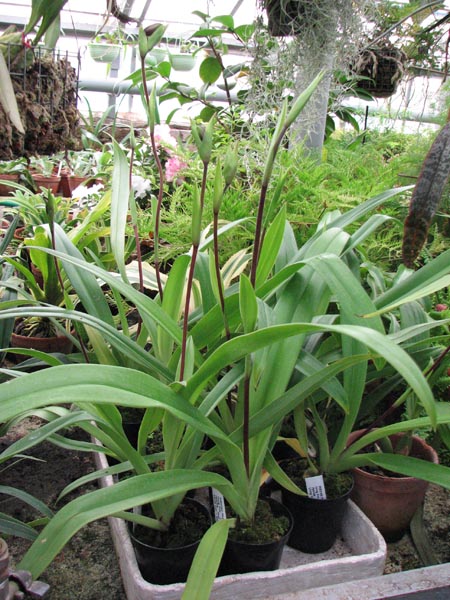 Орхидея Phragmipedium Living Fire за 220 грн