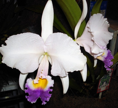 Cattleya trianae alba x coerulea.jpg